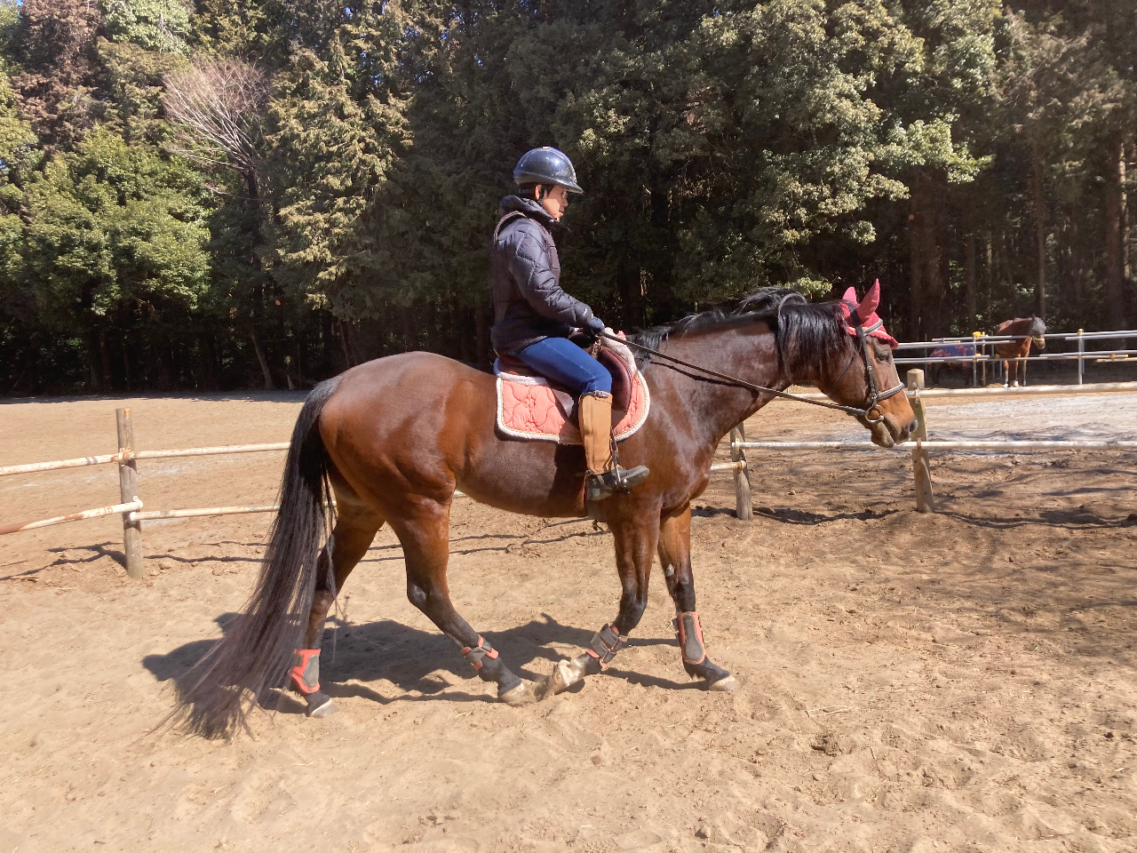 乗馬が初めての方 まず常歩(なみあし)で手綱捌きと脚の使い方を指導します。コツを覚えれば 常歩は1人でも乗れるようになります。