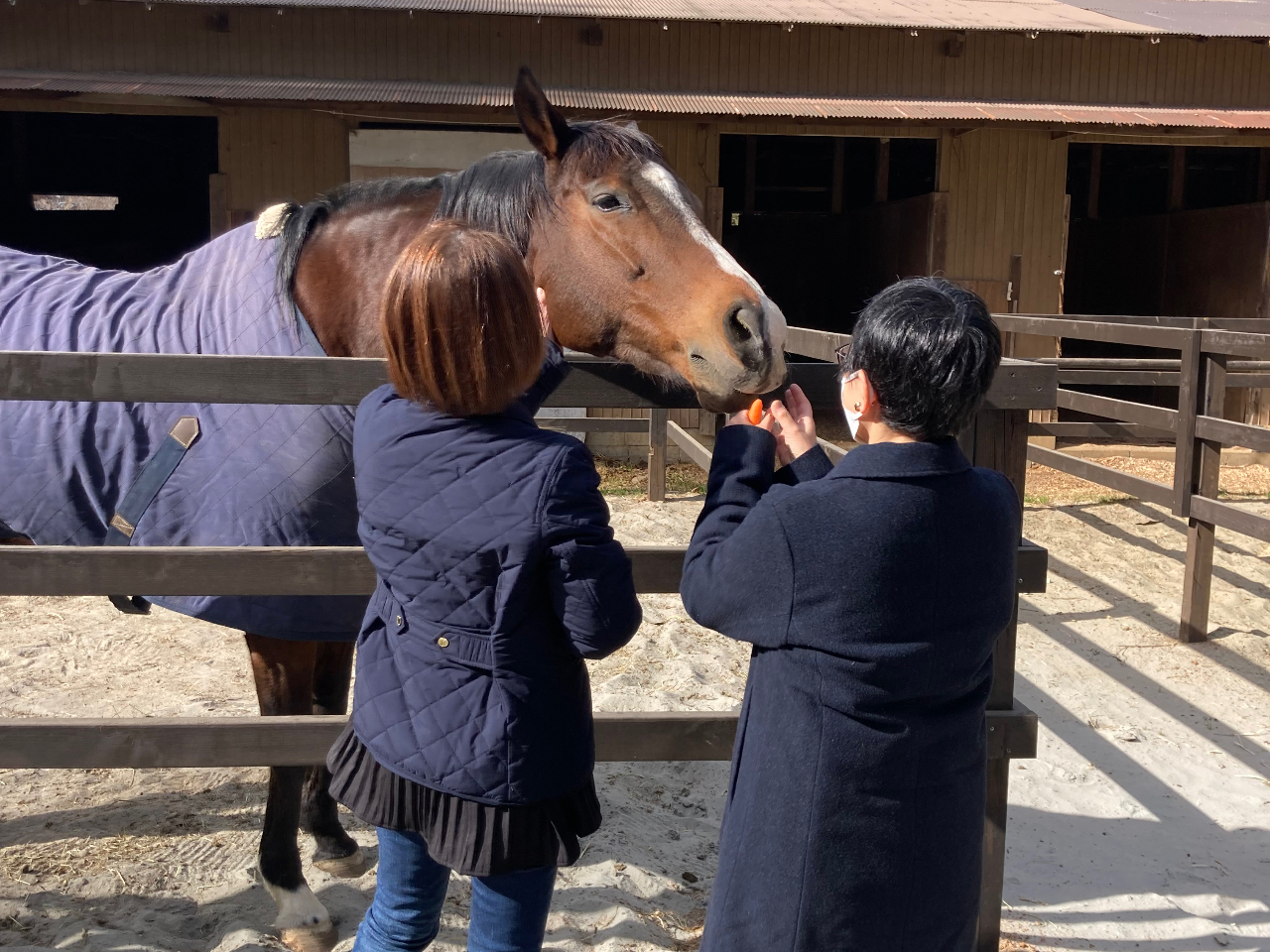 馬との触れ合いも楽しめます。