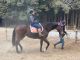 後半20分は速歩(はやあし)にトライ。イチニ イチニ と2拍子のリズムで動く馬の背中の反動を坐骨で感じます。