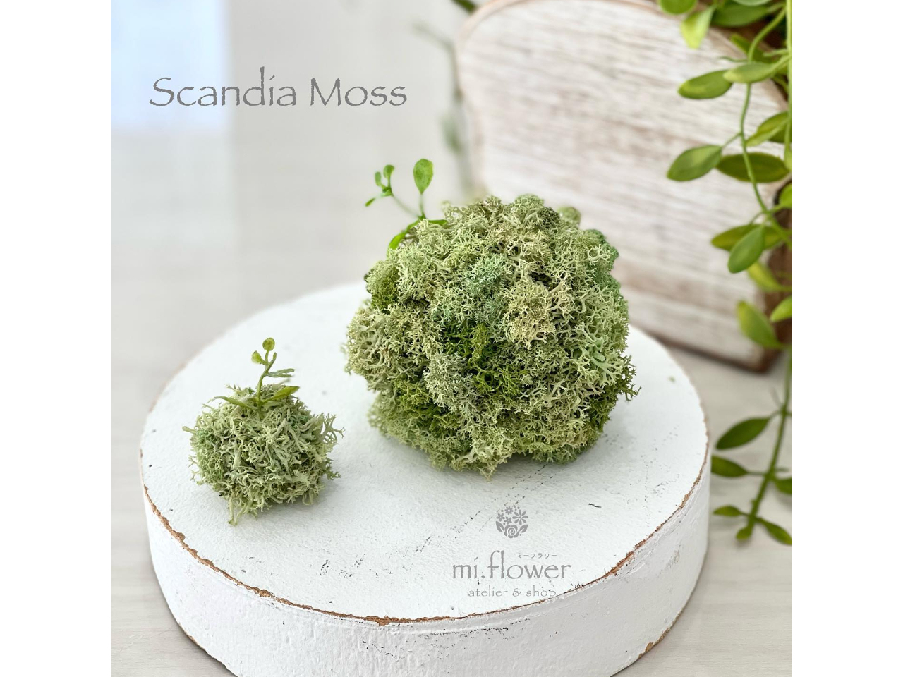 不思議!ぎゅ〜っと握っても元にもどるよ!「スカンディアモス玉」ミディアムグリーン