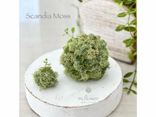 不思議!ぎゅ?っと握っても元にもどるよ!「スカンディアモス玉」ミディアムグリーン