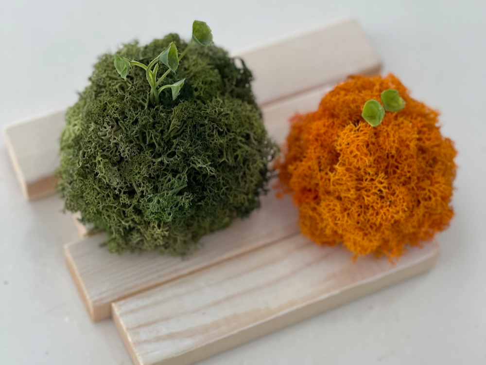 uӂӂvuӂӁvuSn悢vXJfBAXʁvAO[EI[^J[