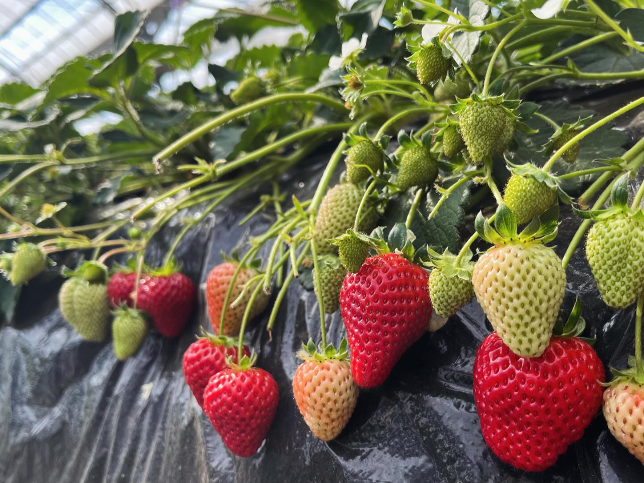 土日のみ限定開催！未就学児500円☆【小田原・螢田駅チカ】いちご狩り