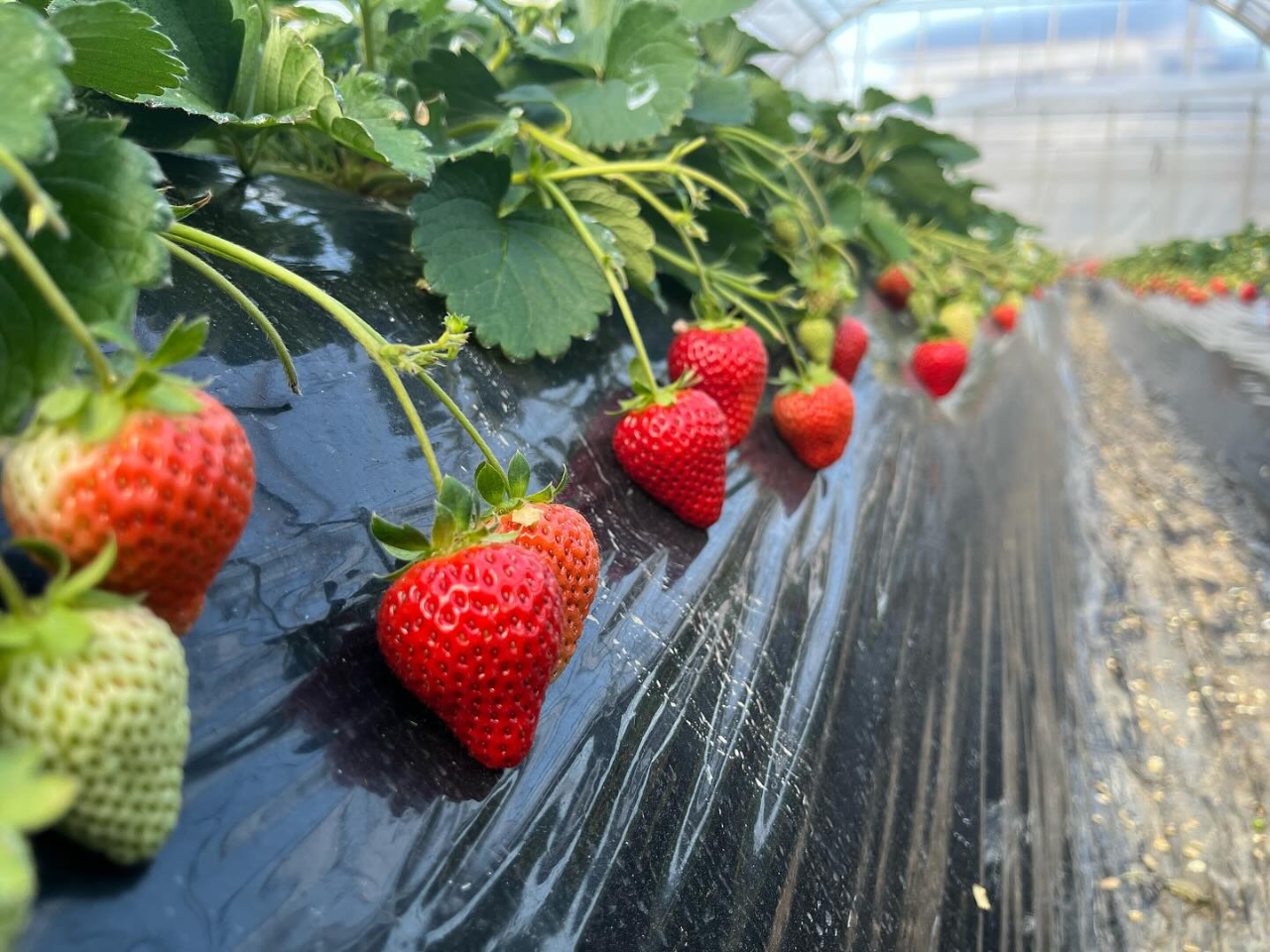 土日のみ限定開催！未就学児500円☆【小田原・螢田駅チカ】いちご狩り