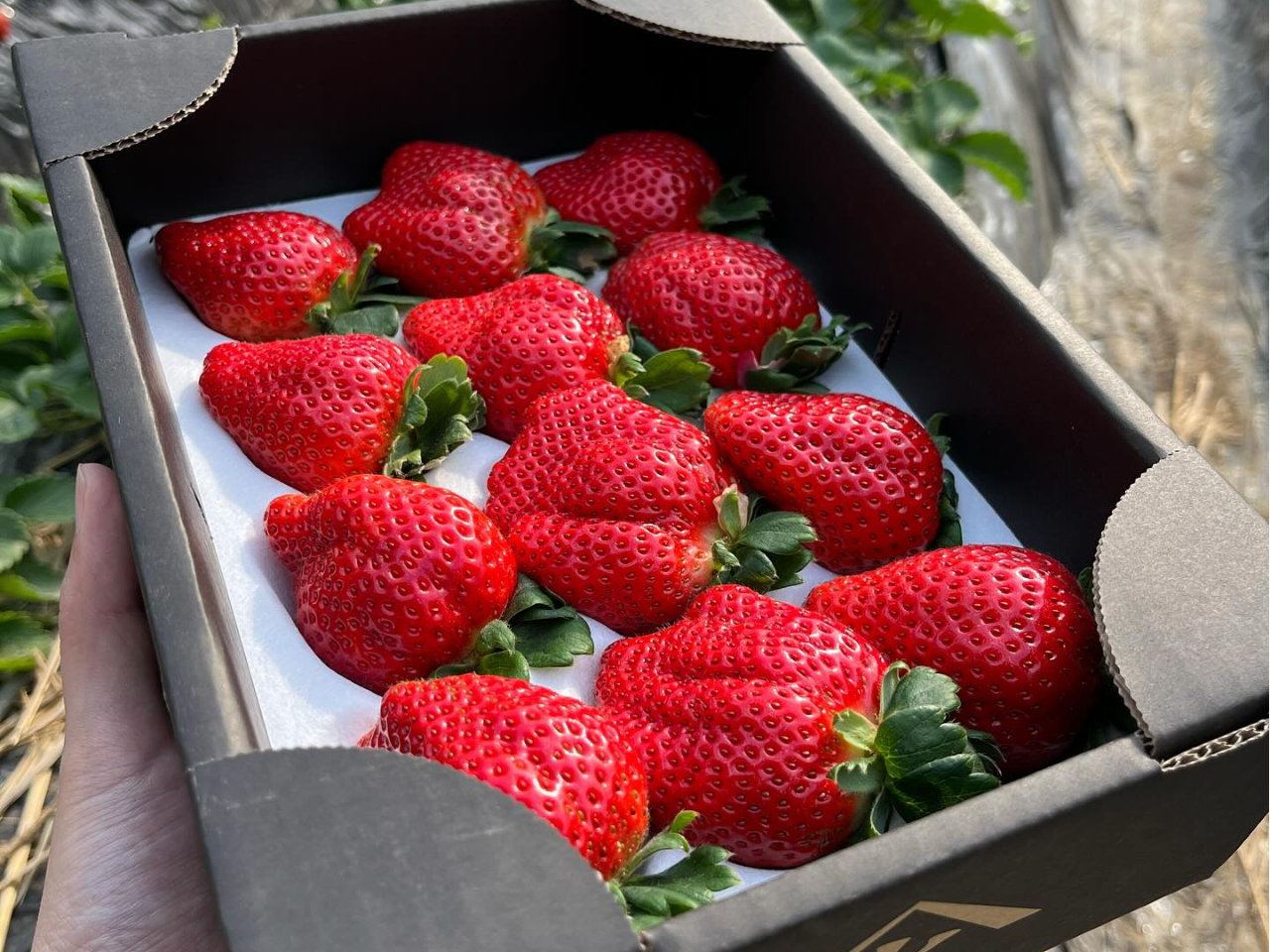 土日のみ限定開催！未就学児500円☆【小田原・螢田駅チカ】いちご狩り