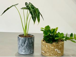 完成したオリジナルの植木鉢にGREENBASEの植物を植え込んだ写真