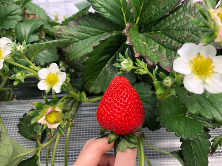4月12日～5月11日】いちご狩り食べ放題40分＋量り売り♪最大5品種食べ