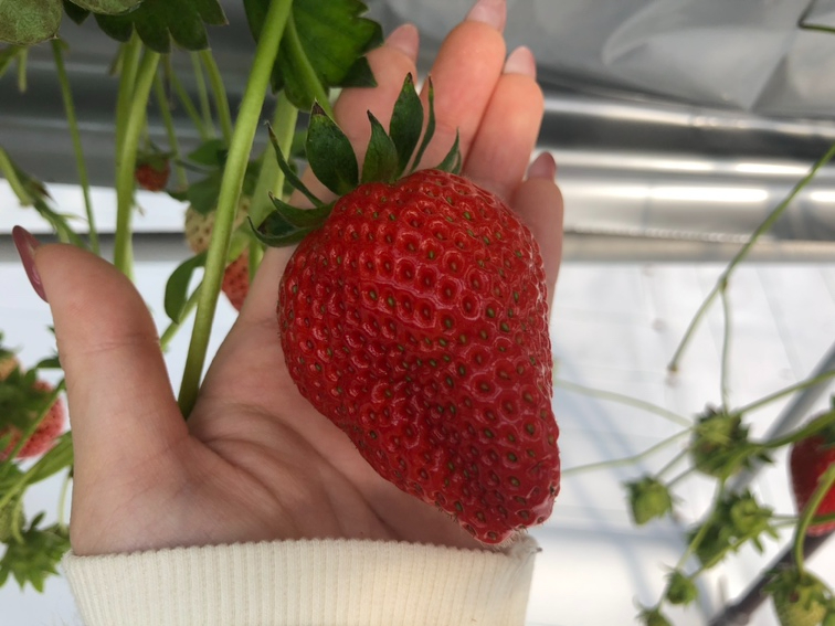 4月12日～5月11日】いちご狩り食べ放題40分＋量り売り♪最大5品種食べ