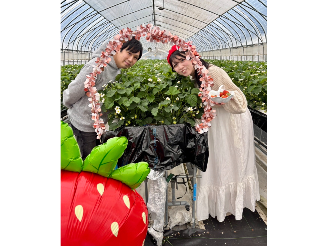 【乙部町の名水育ち】幻のいちご40分間食べ放題!立ったまま楽々♪高設栽培でワクワ...