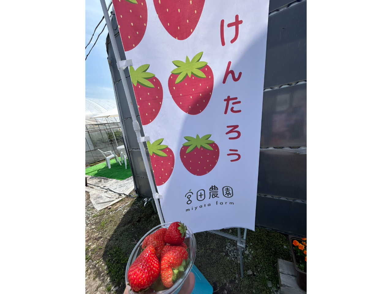 乙部町の名水育ち】幻のいちご40分間食べ放題！立ったまま楽々♪高設