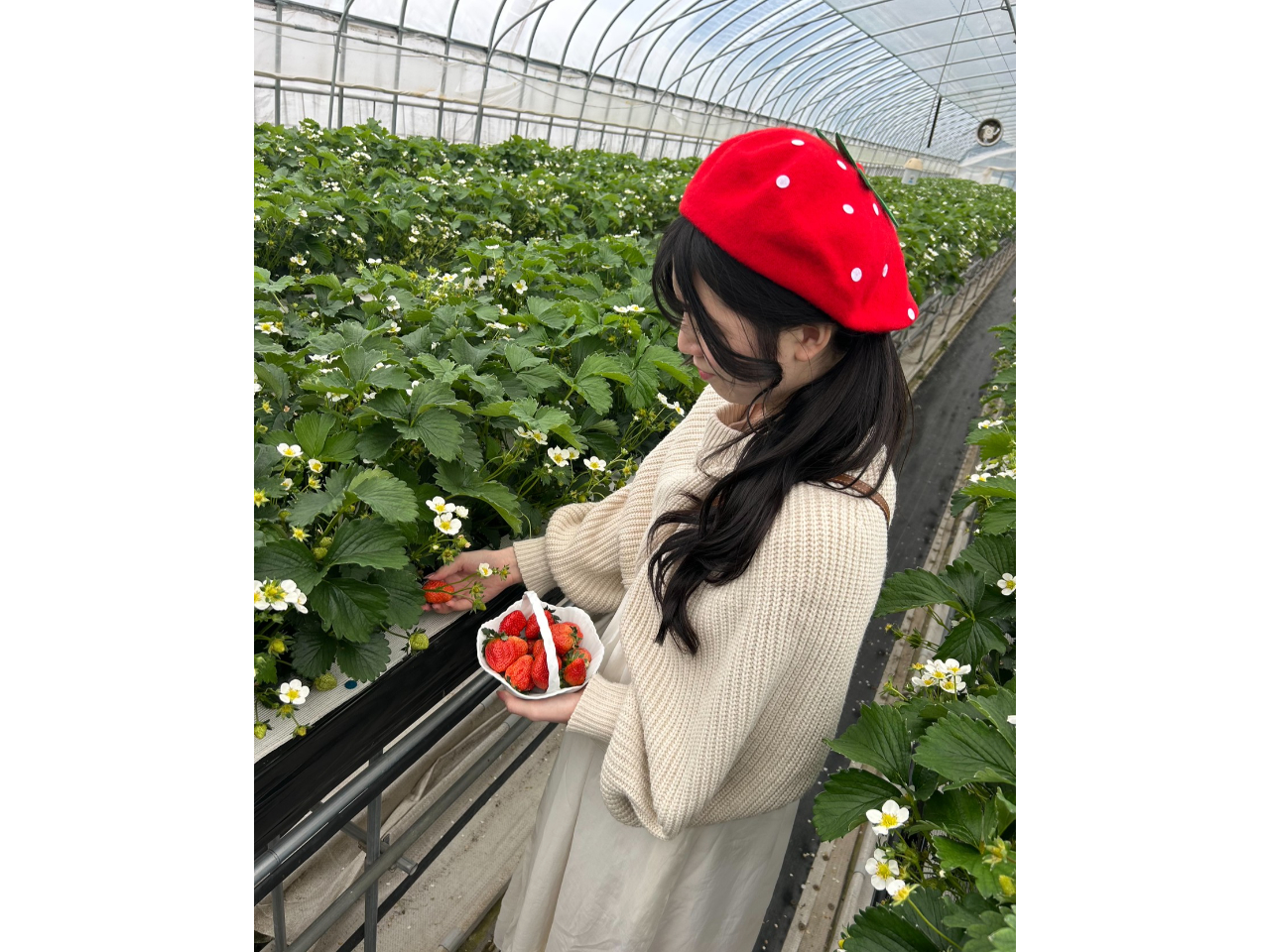 乙部町の名水育ち】幻のいちご40分間食べ放題！立ったまま楽々♪高設