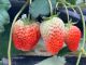 想像を超えるおっきないちごたちがたくさん♪