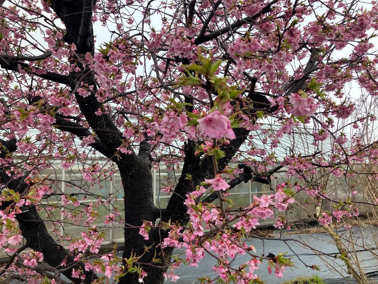 _͑傫ȕ~nł肨y݂܂