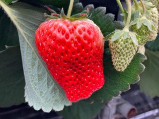大きないちごが皆様をお出迎え♪