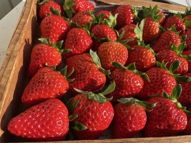 ♪NEWOPEN♪／／《4-5月》【静岡でいちご狩り♪】45分いちご食べ放題