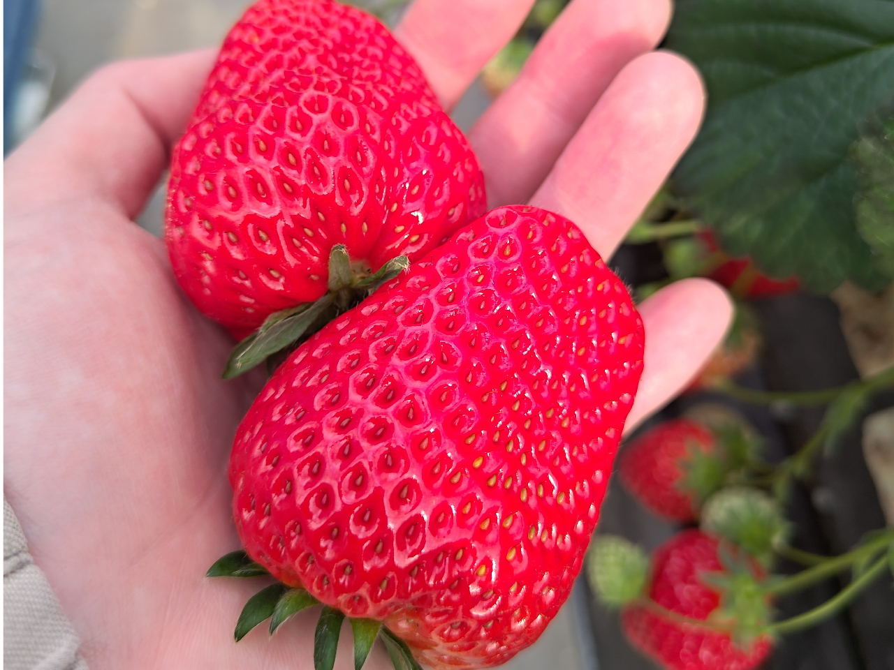 �z���𒴂��邨�����Ȃ��������������������