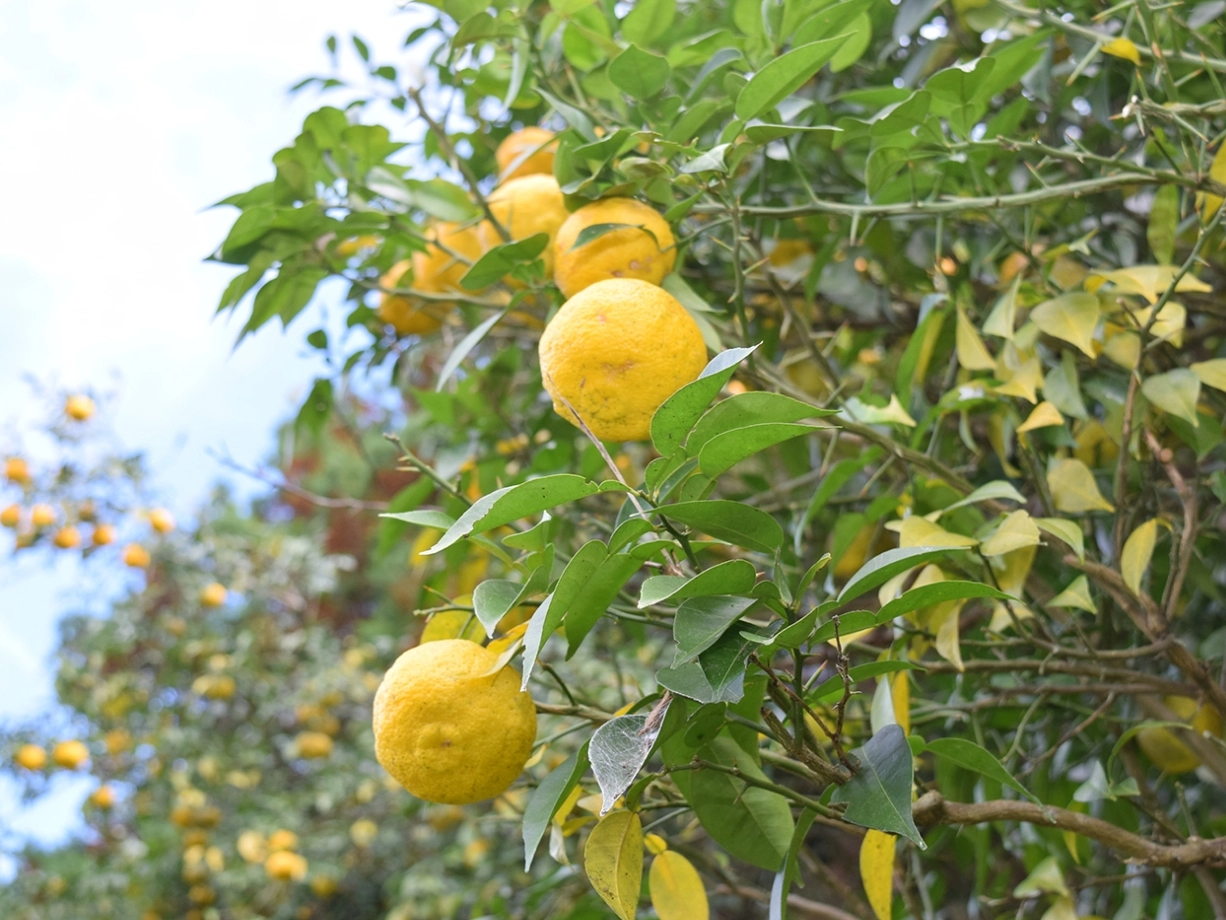 ʂ́A{ŗBMqoאYĂāAO䂸̎YnƂĂmĂ܂