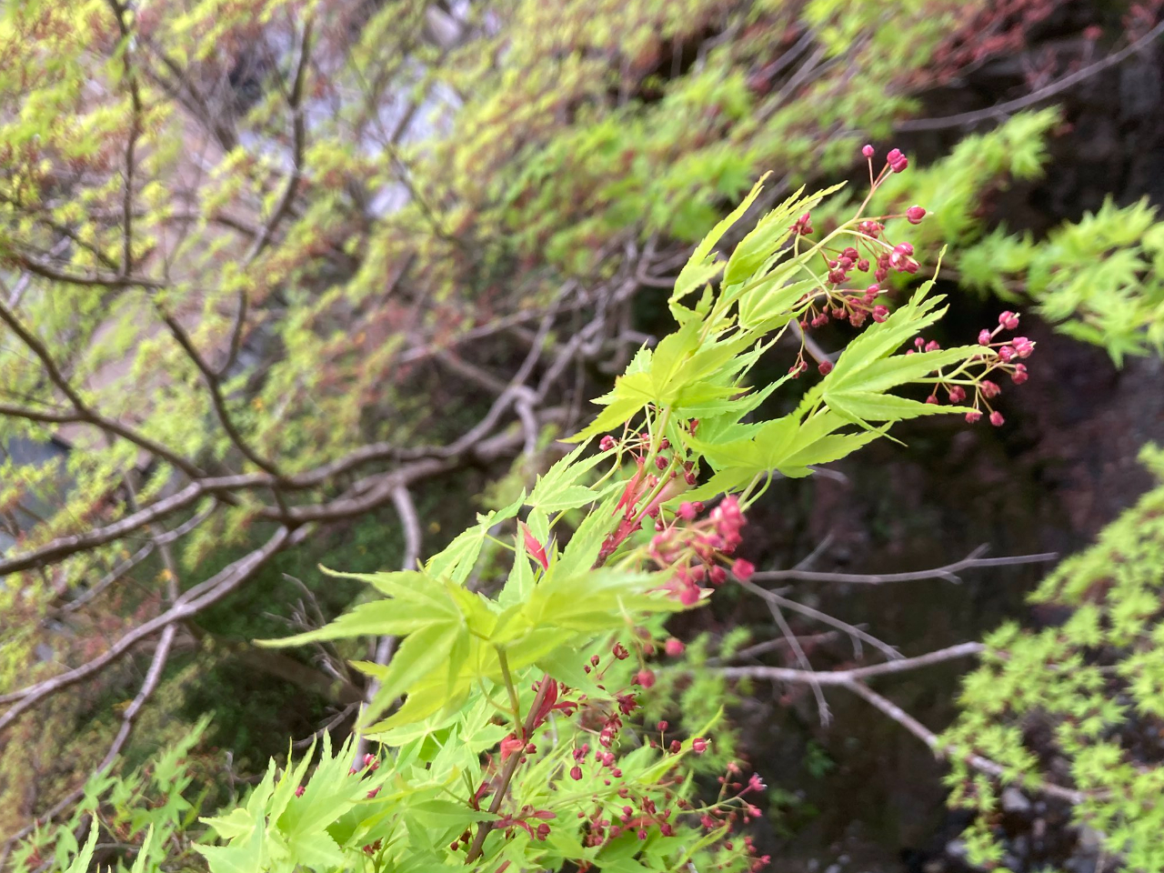 Cn~WƂ̉ԁBꓹ̐V΃V[ÝAtƂƂɂ܂܂ȓAt搉̂lqyނƂłB