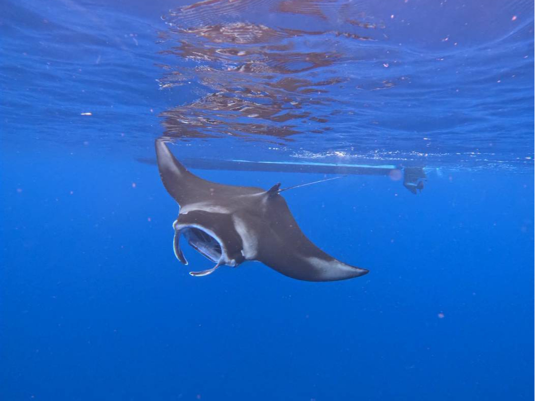 ���ʂŌ����}���^�I�I�@�~�G���Ԃ͓���̃}���^�Ɛ��ʂŉj�����Ƃ��o���܂��I�I ���͖��_�̃}���^�ɉ�ɍs���܂��傤�I