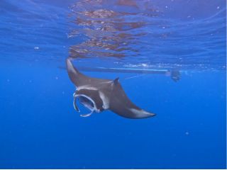 水面で見れるマンタ!! 冬季期間は憧れのマンタと水面で泳ぐことが出来ます!! 迫力満点のマンタに会いに行きましょう!