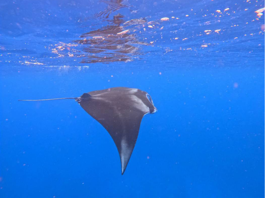 �߂��ňꏏ�ɉj�����Ƃ��o���܂��B