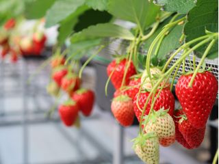 \甘くてジューシーないちごを40分間食べ放題♪/