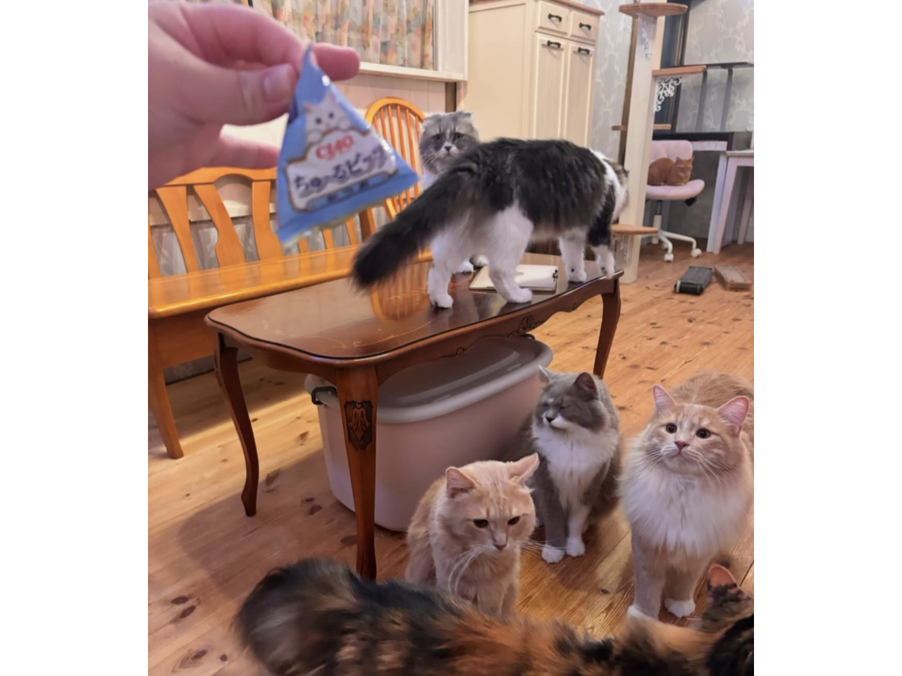 \\じゃらん限定!//【平日限定・時間無制限!ソフドリ飲み放題!】猫おやつ1皿付...