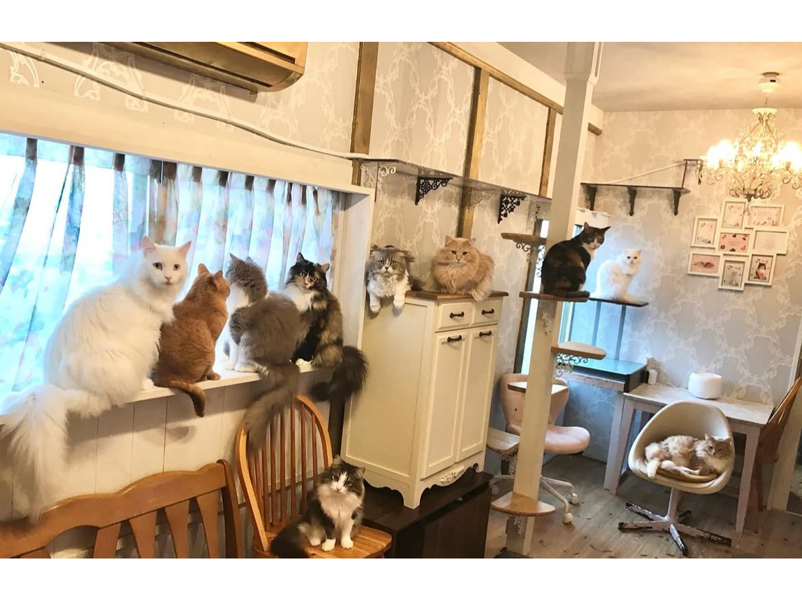 \\じゃらん限定割!//【平日限定・1日3組ファミリー割】キッズねこふれあい60...