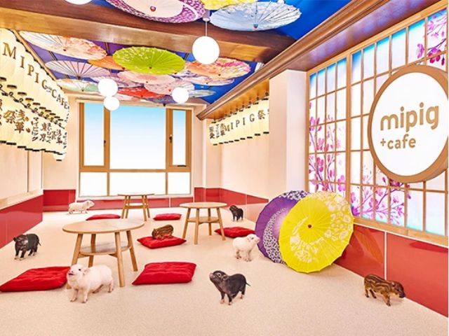 mipig cafe 浅草店