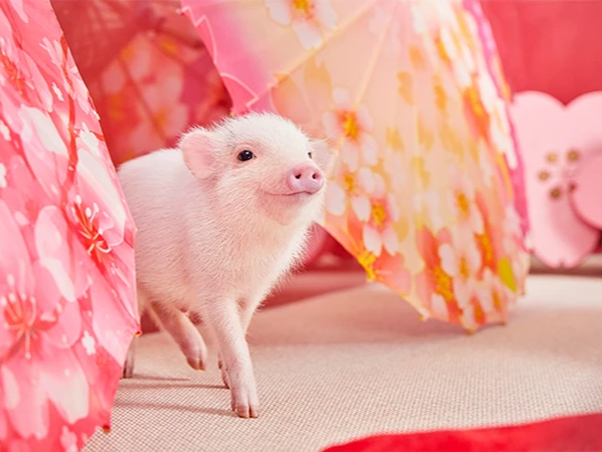 mipig cafe �󑐓X�̎ʐ^2