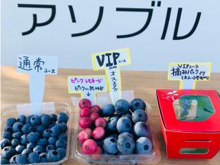 VIPコースがオススメです!甘くてジューシーな巨大実、期間限定の品種が食べ放題!