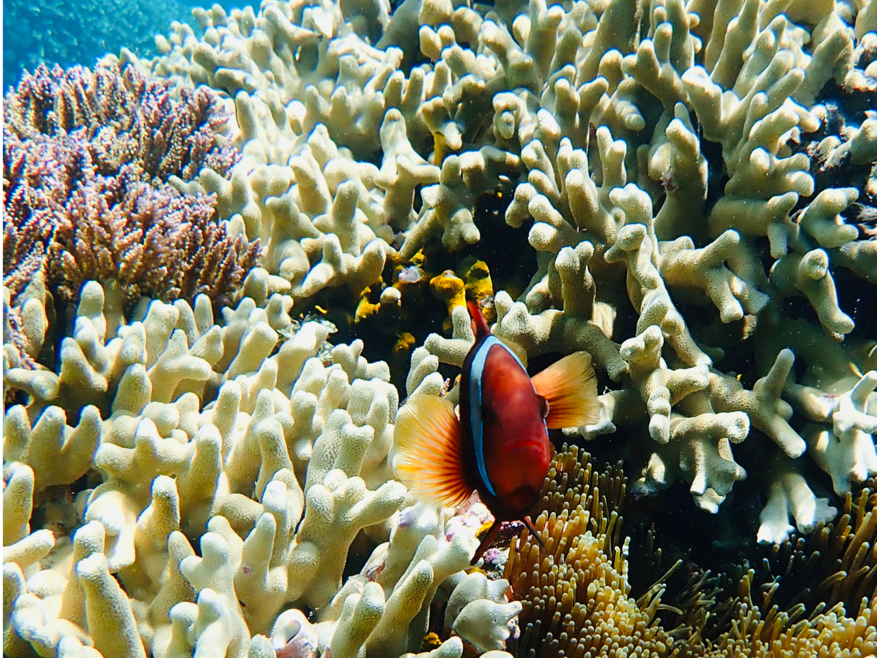 与論島】【約1時間】☆カラフル熱帯魚と一緒に赤崎サンゴの森