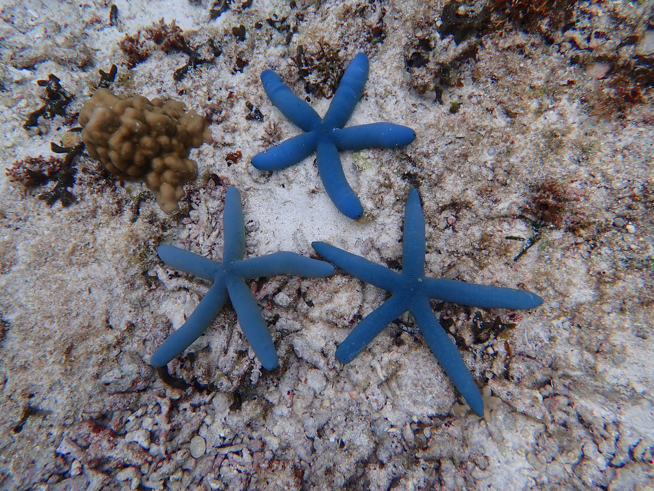 �Y��Ȑq�g�f�������?