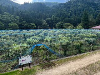 200本13種類のブルーベリーを栽培しています。
