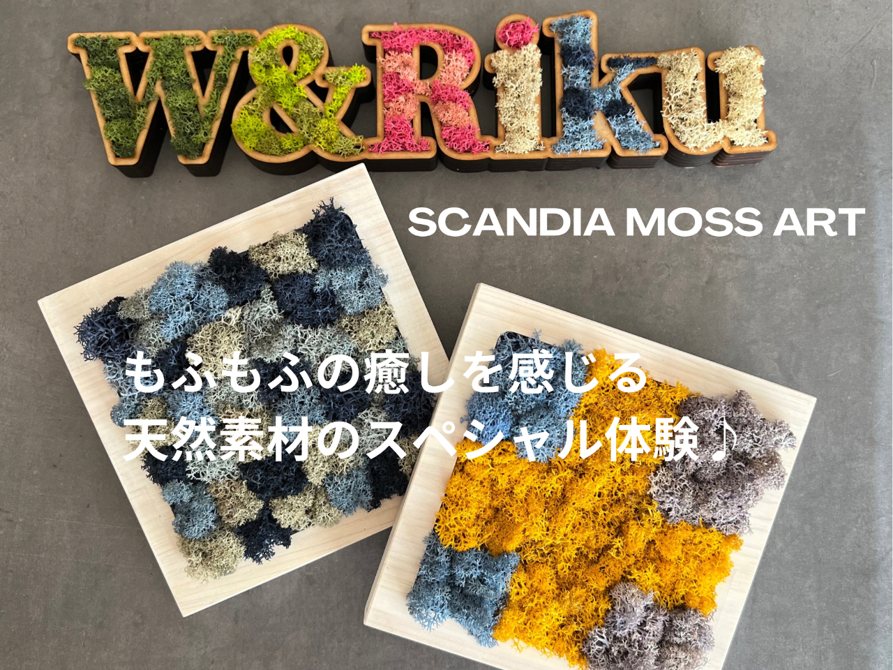 見た目が苔みたいだけど、ミヤマハナゴケという地位類という植物!もふもふふわふわと可愛いキャラだけど、メンテナンスフリーで長寿命、多くの効果がある安全な素材です♪