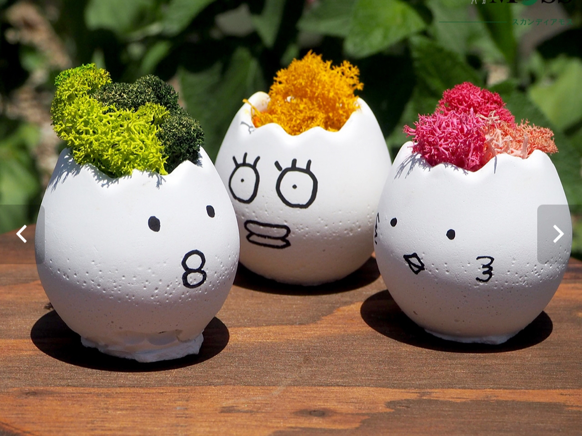 千葉市稲毛区】苔玉とは違う？！新しい苔体験スカンディアモスアート
