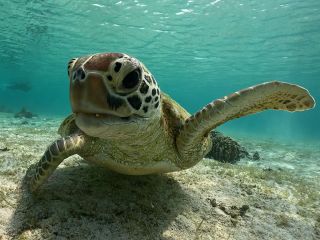 ウミガメとの遭遇率99.9%!!