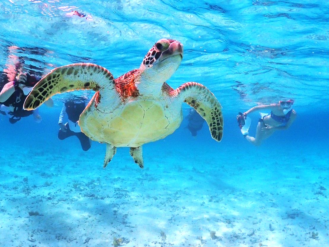 �ʐ^�f�[�^�����I �c�A�[���̓K�C�h����p�̖h���J�����ŊF�l�̂��ʐ^���B�e���A�f�[�^�𖳗��Ńv���[���g�������܂��I