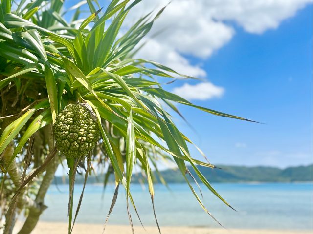 温かい海で思う存分ウミガメ探し!!