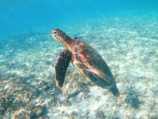 触れる距離でウミガメを観察しよう!!