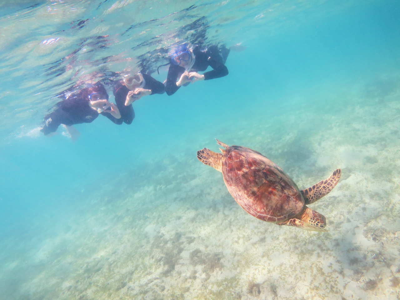 ウミガメと一緒に写真が撮れるかも☆