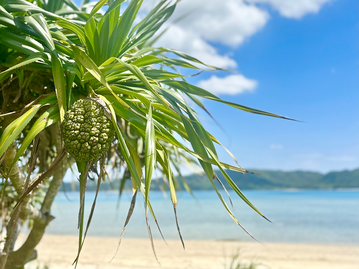 奄美の自然を堪能してください♪