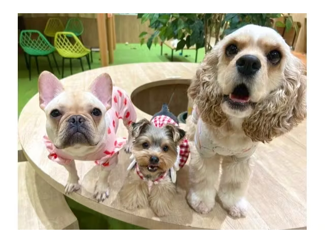 【いぬカフェ/粕屋町】《60分パック》\お試しおやつとフリードリンク付き!/個性...