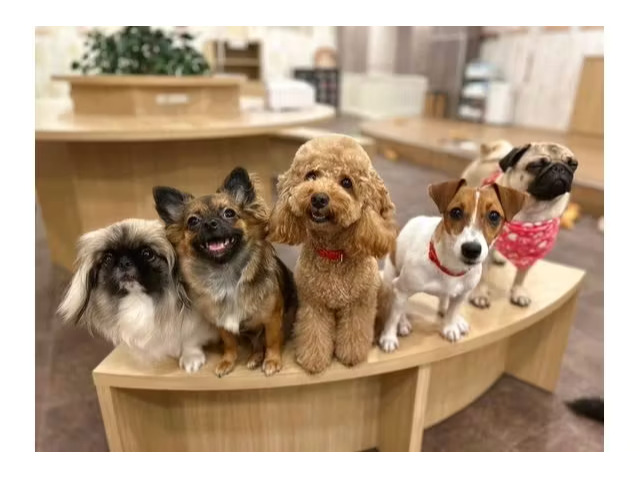 【いぬカフェ/粕屋町】《90分パック》\お試しおやつとフリードリンク付き!/個性...