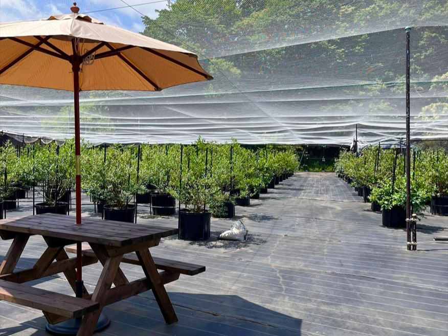 �����q�u���[�x���[�������߂̎ʐ^4