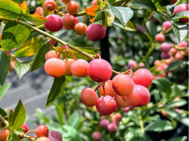 �����q�u���[�x���[�������߂̎ʐ^2