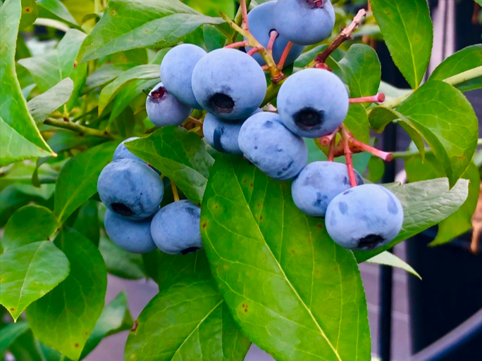 �����q�u���[�x���[�������߂̎ʐ^1