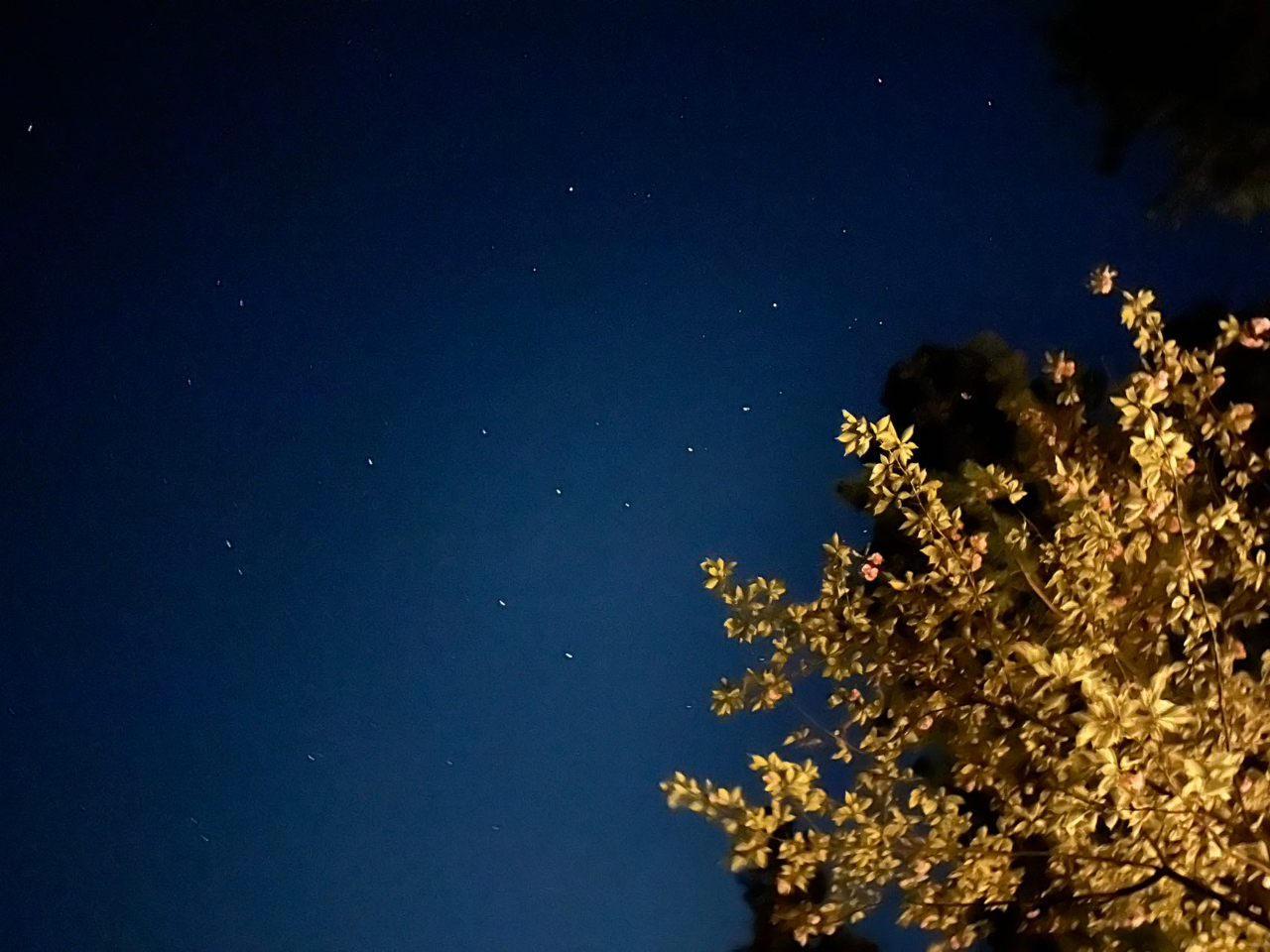 流れ星に出会えるかも☆彡