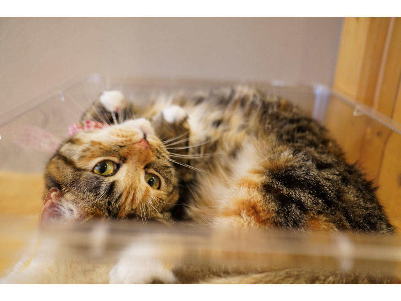 カメラを向けるとたまに猫ちゃんが可愛いポーズをしてくれたりします。