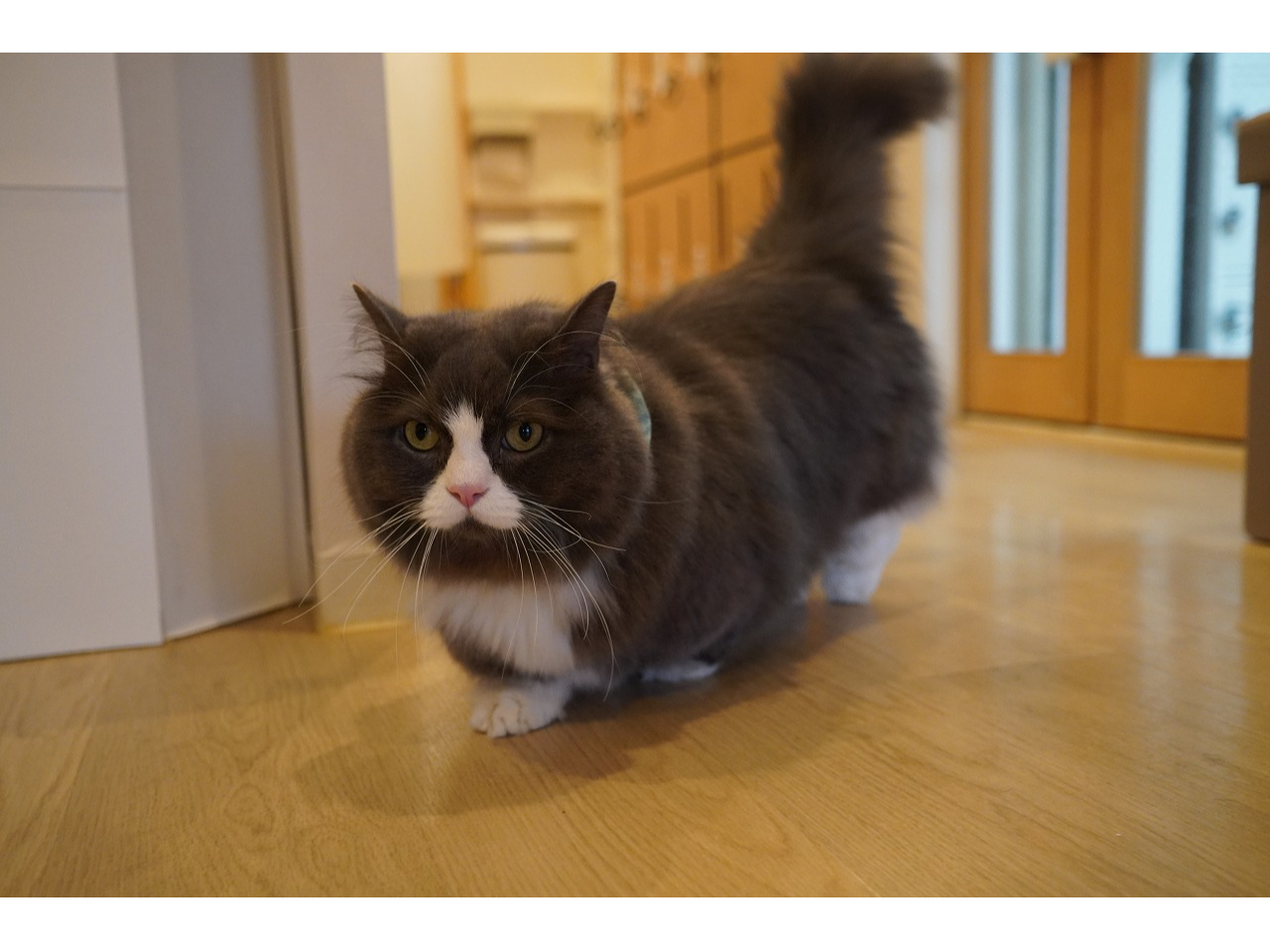 足の短い猫ちゃんが店内をトコトコ歩いたり、走ったりします。